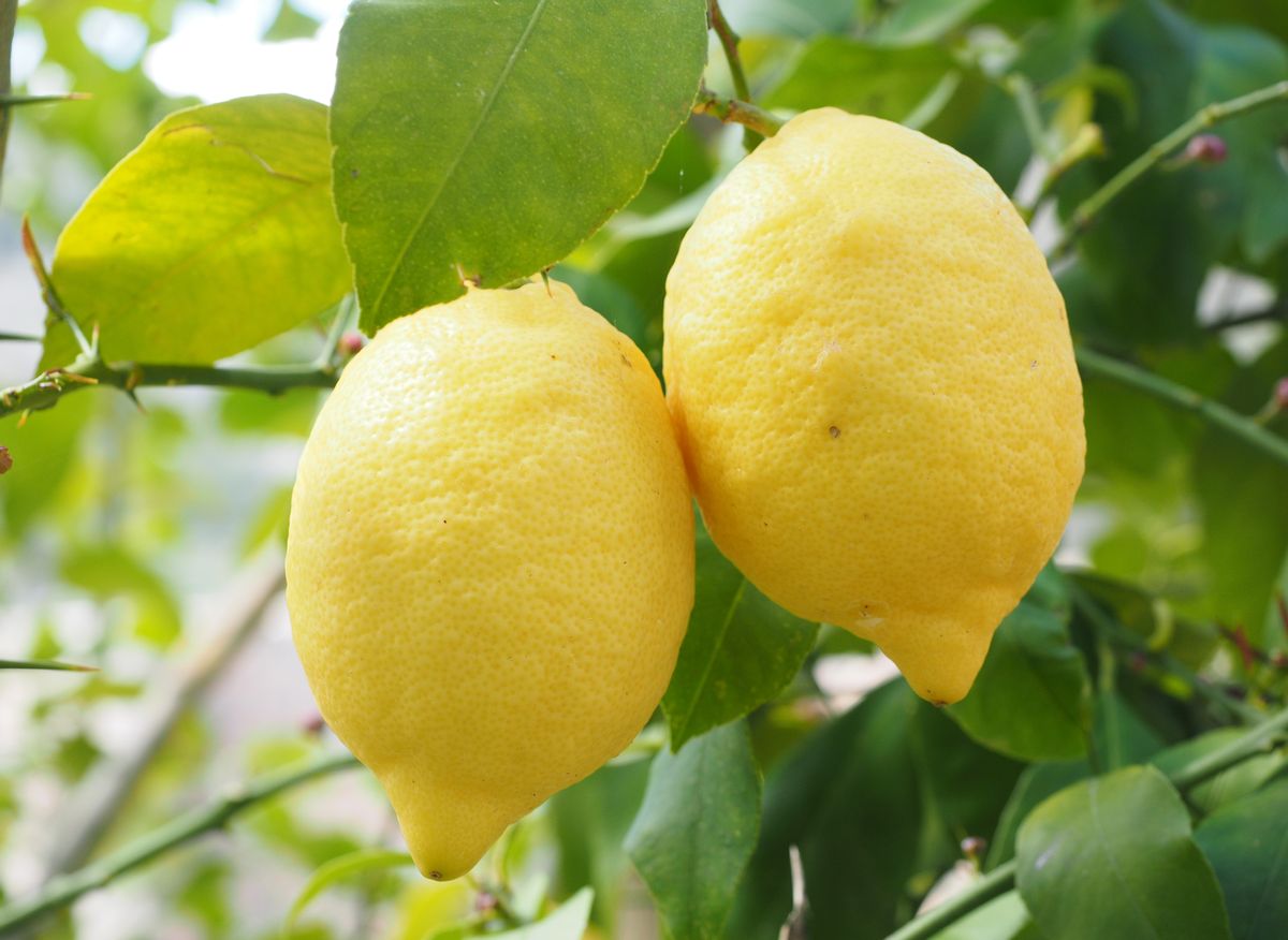 Citron jaune : bienfaits et vertus - Fleurance Nature