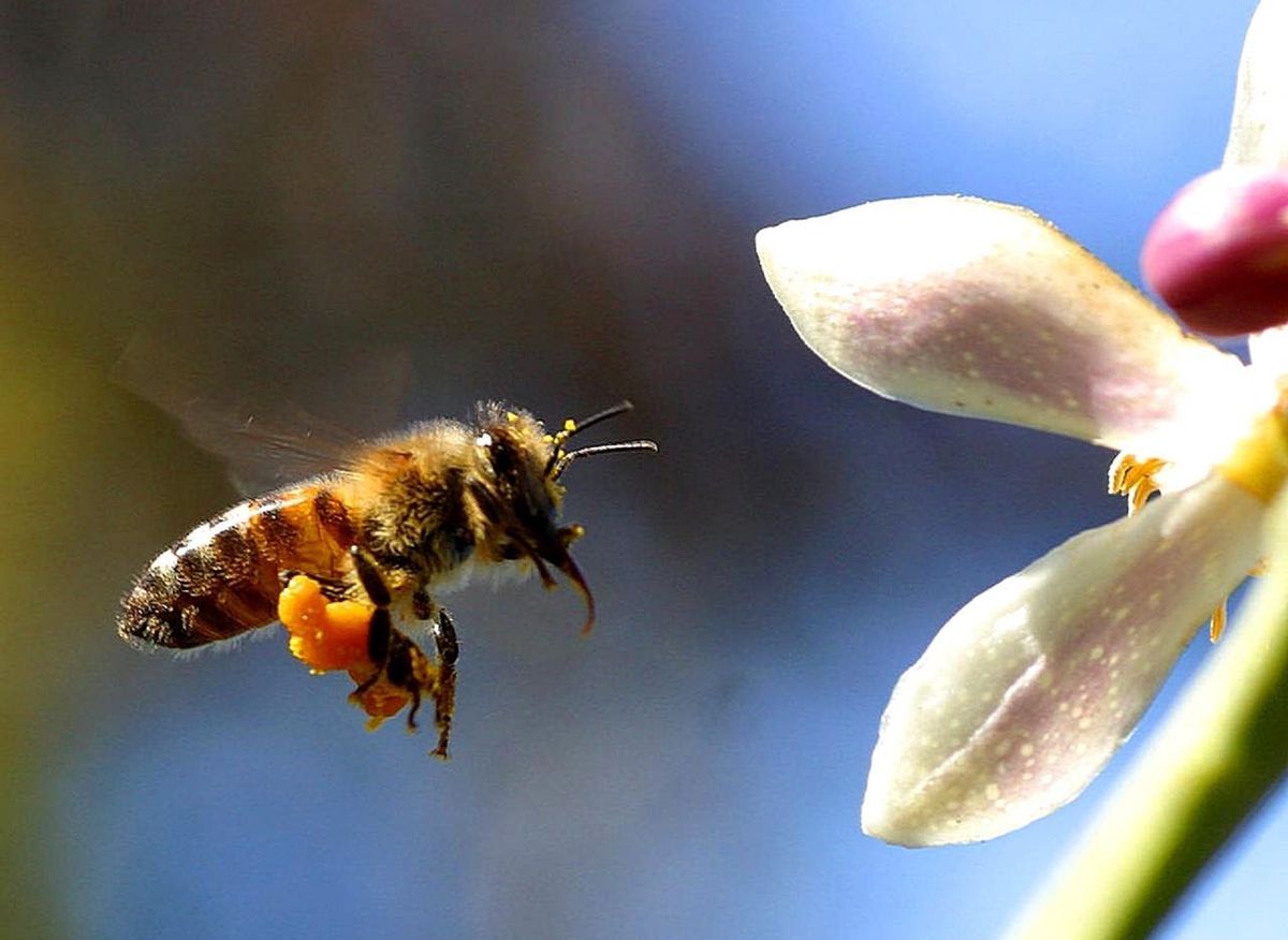 Les vertus et bienfaits du pollen FemininBio