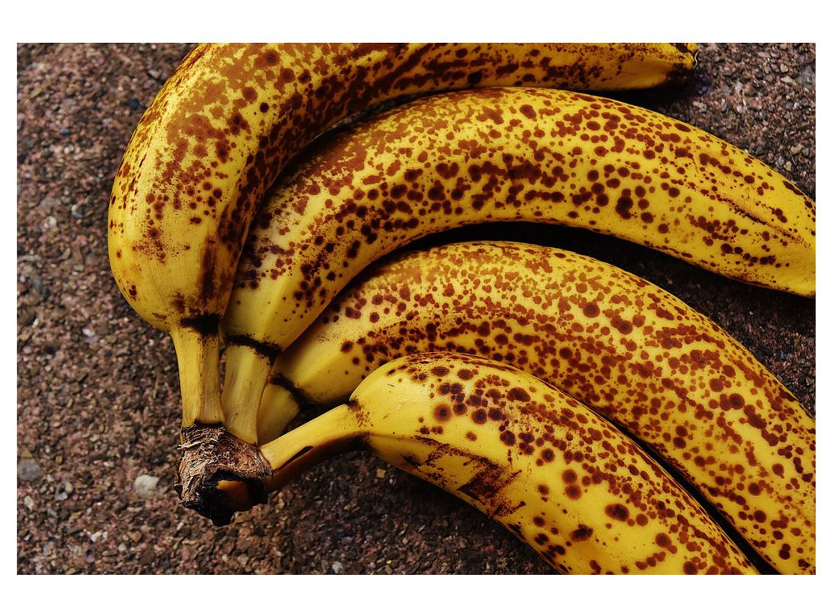 Banane bio les producteurs antillais dénoncent les pratiques hors UE FemininBio