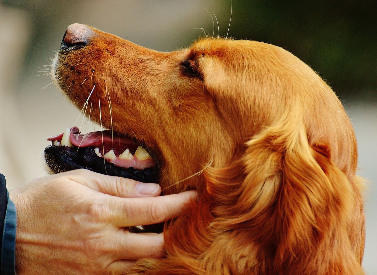 Mon Chien Grogne Sur Mon Fils Témoignage: le chien, un compagnon pour mon fils autiste - FemininBio