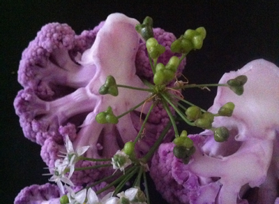 chou-fleur violet