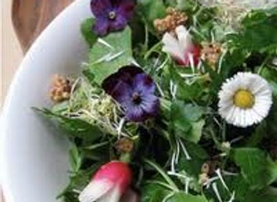 Salade printanière toute verte, violettes et premières pâquerettes d'Amandine Geers