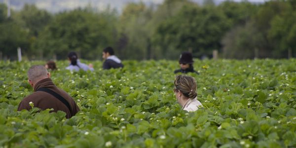 Ferme de Gally : la cueillette - FemininBio Ferme de Gally : la cueillette - FemininBio