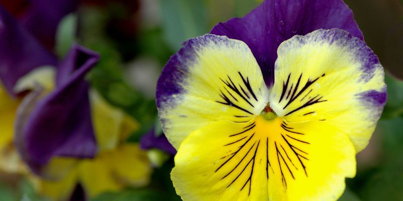 Comment faire pousser les fleurs plus vite ? Astuces 100 % naturelles  testées et approuvées !