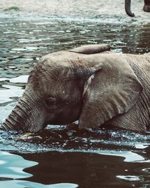 Comment Communiquer Avec Son Animal Decede Femininbio