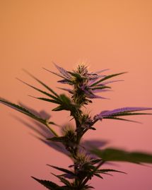 Le cannabis médical, bientôt mis à disposition des malades ?