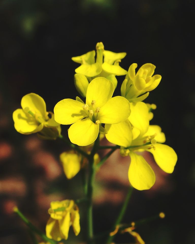 La fleur de moutarde