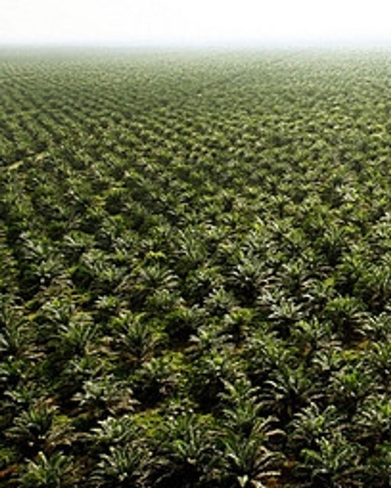 huile de palme plantation palmiers