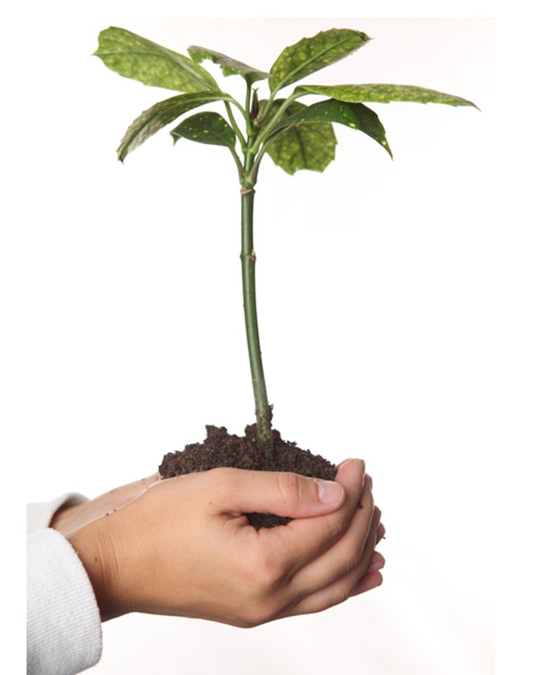 main plante terre