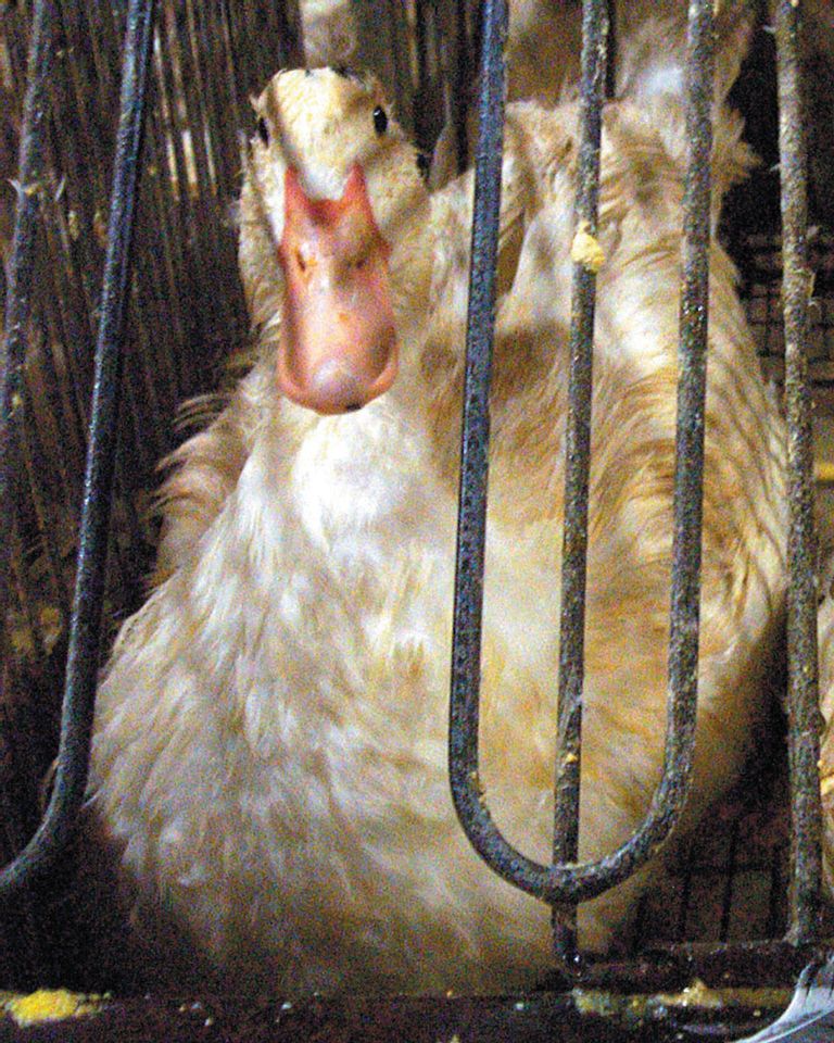 Les défenseurs des animaux demandent l'interdiction du foie gras