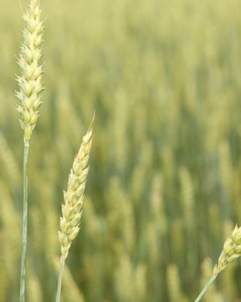 champ bio blé