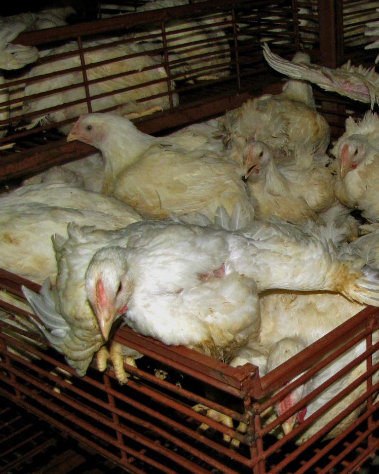 poulet bresse élevage condition animale