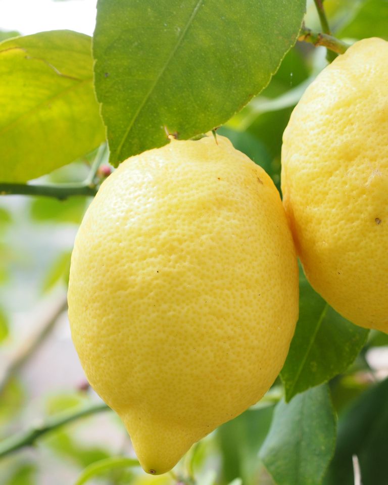 7 Vertus Et Bienfaits Du Citron Femininbio