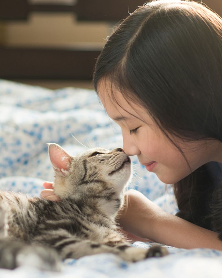 Le ronron du chat, un médicament anti-stress selon un vétérinaire