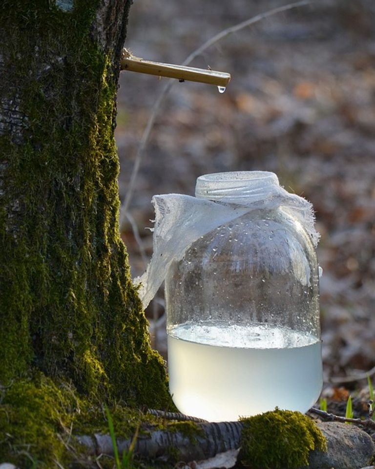 Sève de bouleau ou jus de bouleau que fautil utiliser en cure détox ? FemininBio