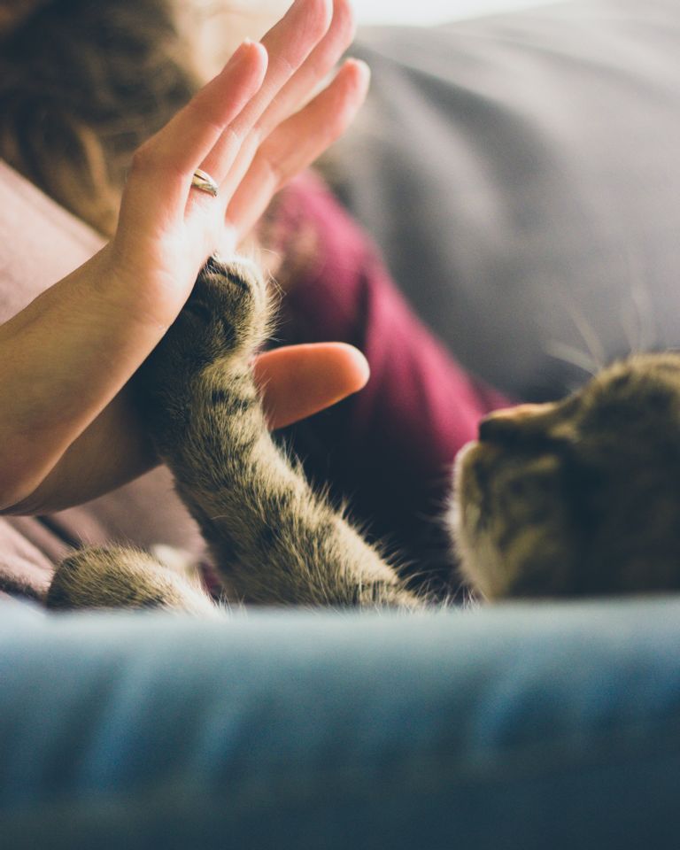 10 Erreurs A Ne Pas Commettre Avec Son Chat Femininbio