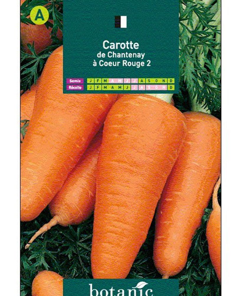 Les carottes Chantenay coeur rouge
