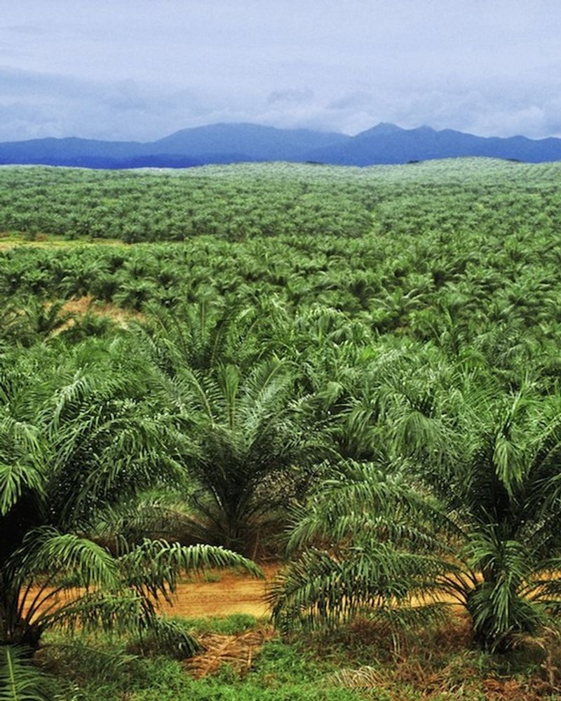 huile de palme palmiers plantation