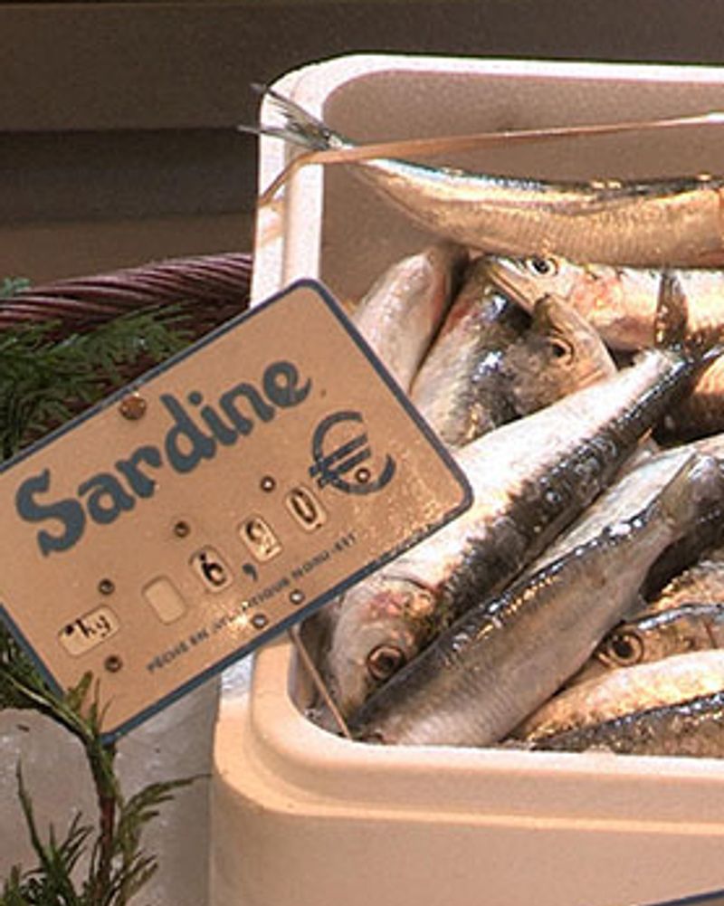 poisson sardines enquête france 5
