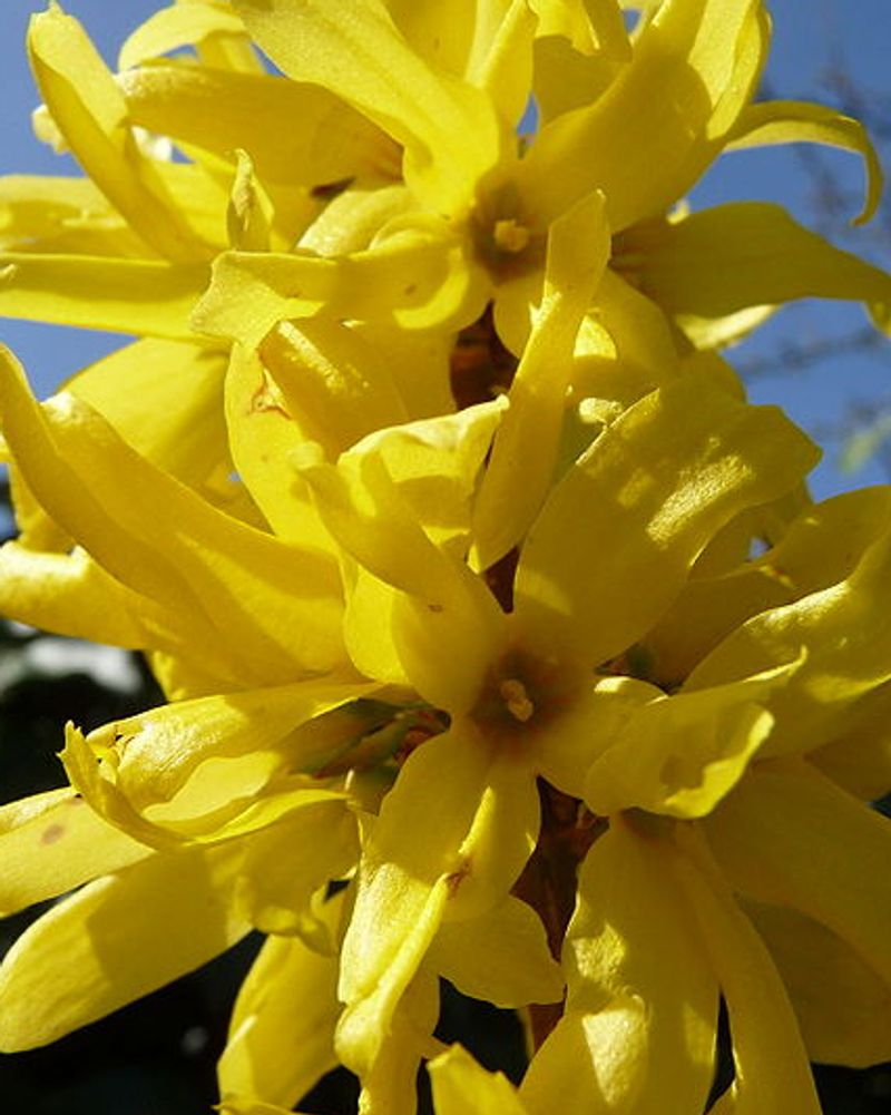 Forsythias fleur printemps