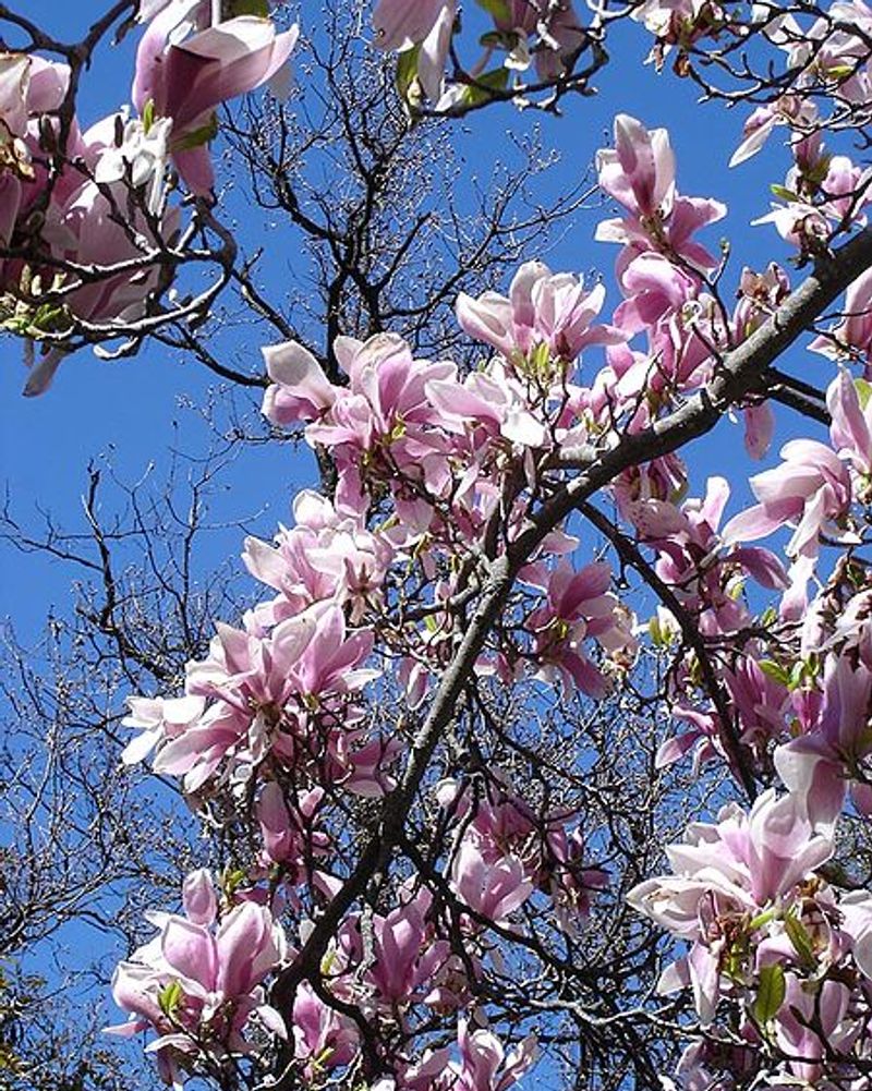 magnolia fleur printemps