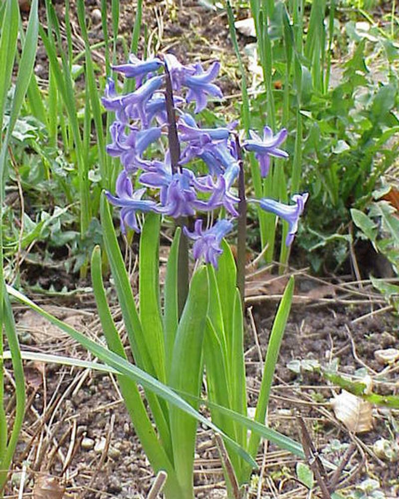 jacinthe fleur printemps