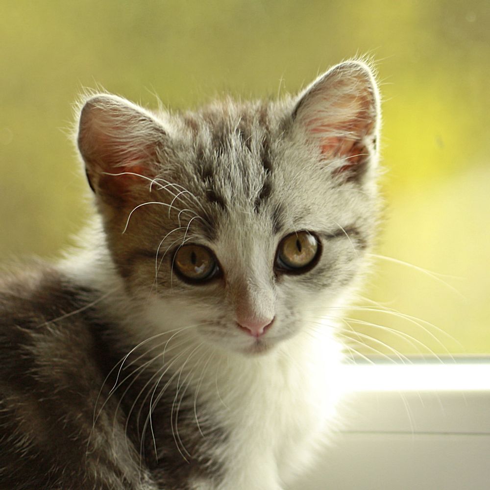 Avoir Un Chat En Appartement Femininbio