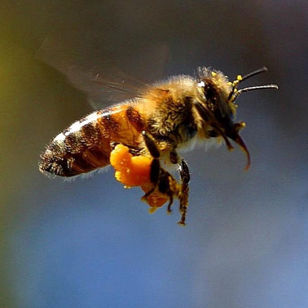 Le Pollen des abeilles et ses bienfaits - Secrets de Miel