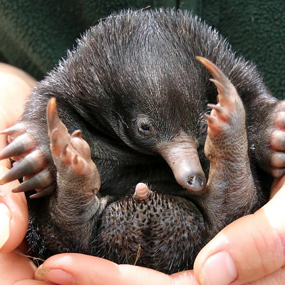 Video Trois Rares Bebes Echidnes Nes A Sydney Femininbio