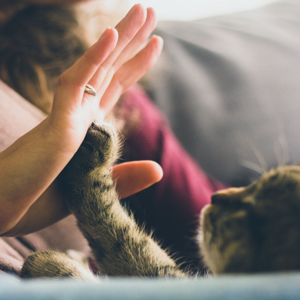 Nourrir son chat : 8 erreurs à ne pas faire