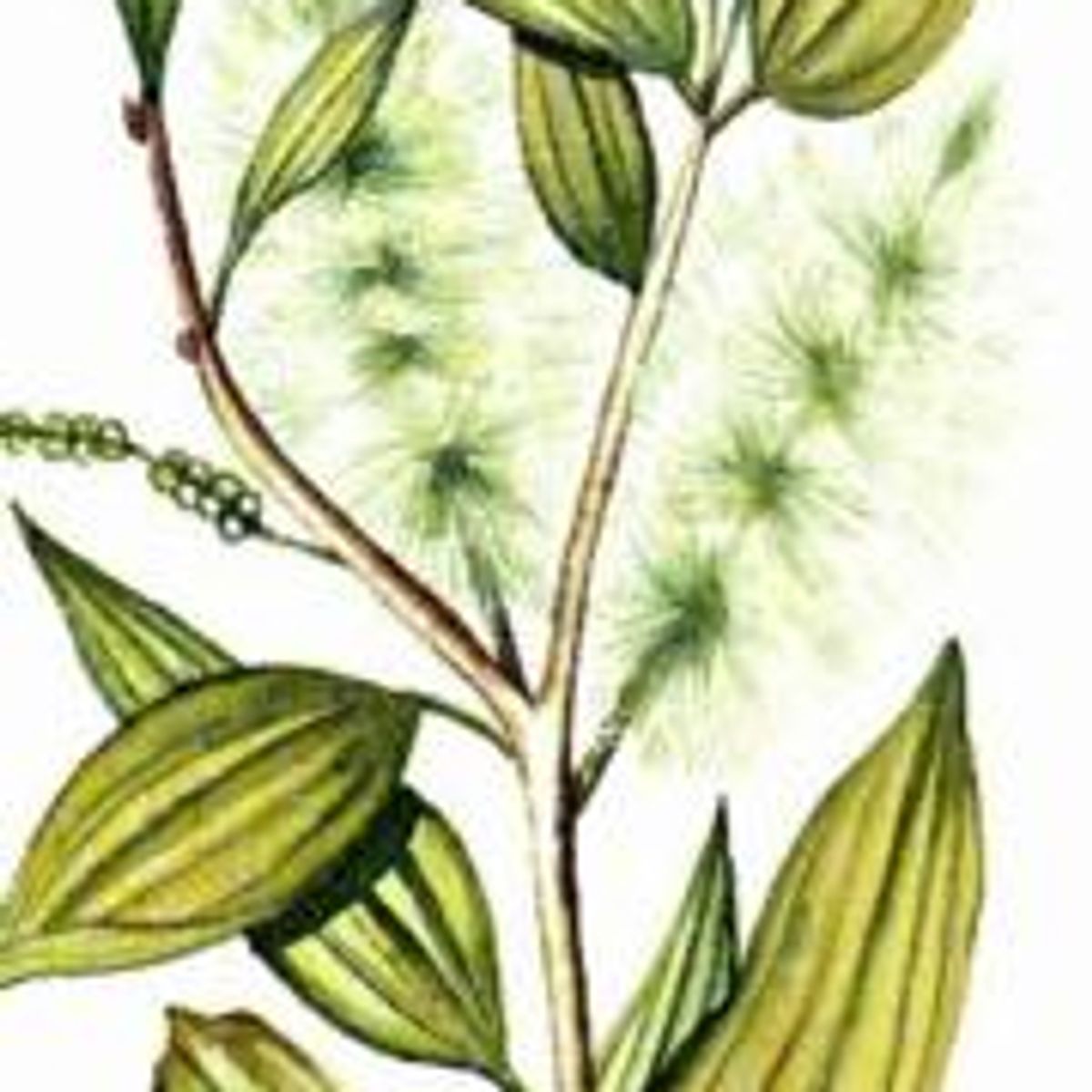 Avis Niaouli Aromazone FemininBio