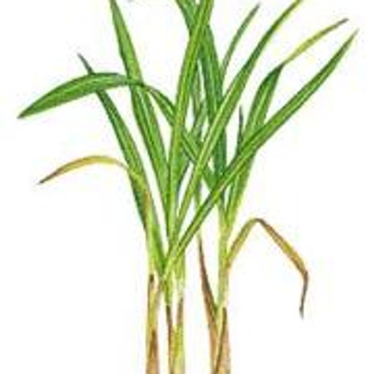 Avis Lemongrass Aromazone FemininBio