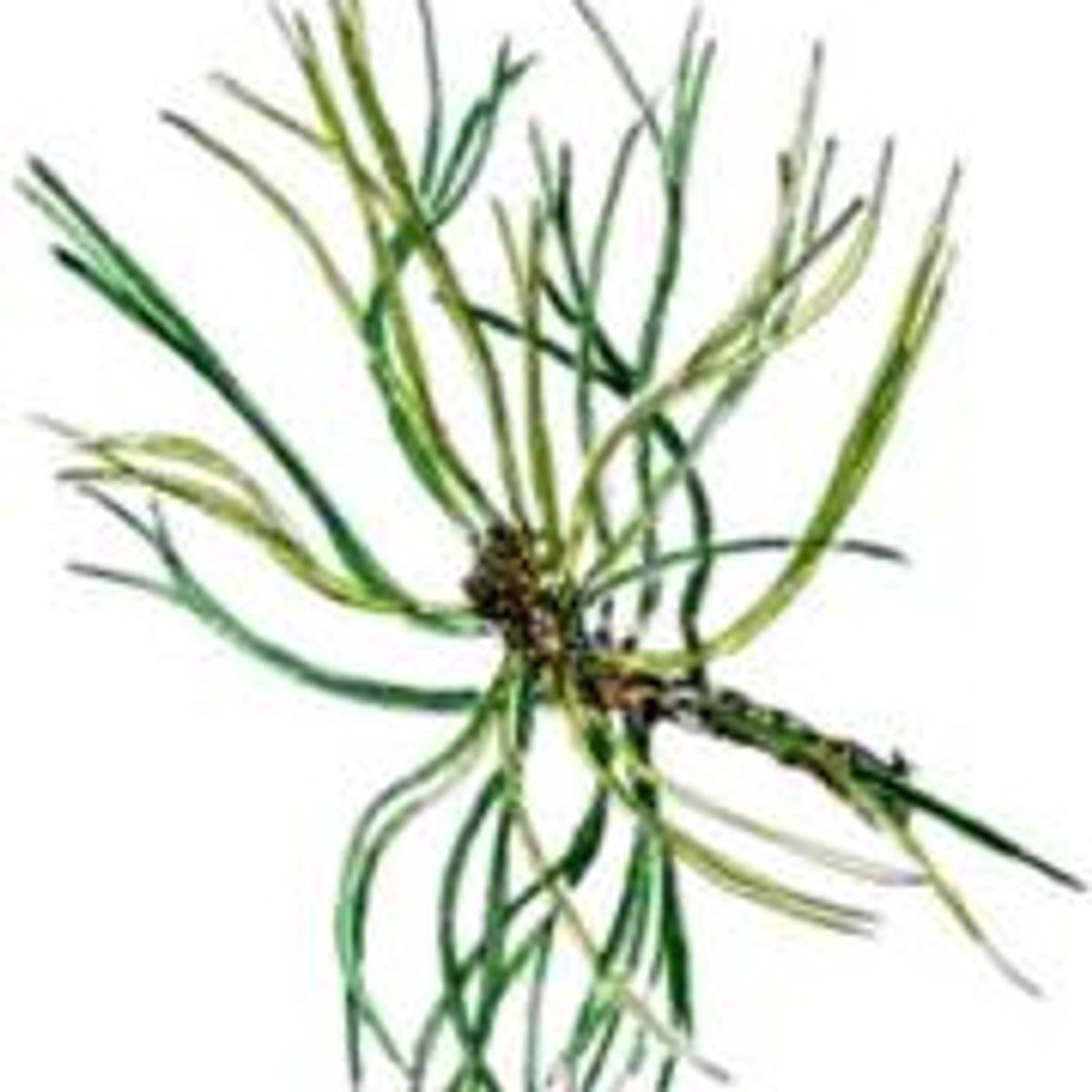 Avis Pin de Patagonie Aromazone FemininBio Avis Pin de Patagonie Aromazone FemininBio