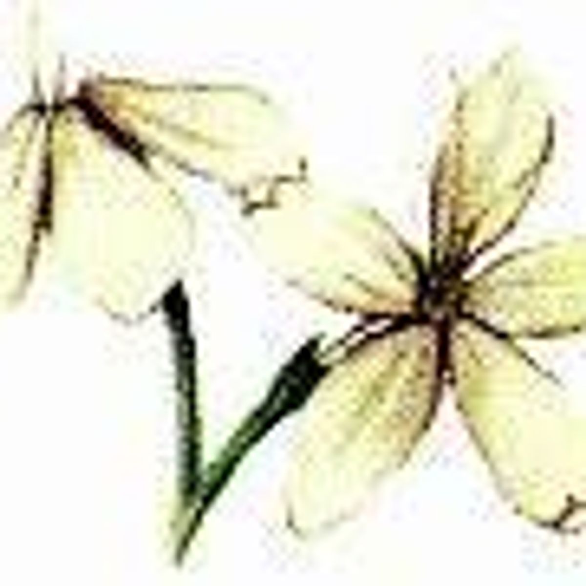 Avis Jasmin absolue Aromazone FemininBio