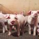 porc élevage intensif