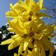Forsythias fleur printemps