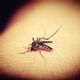 moustique paludisme 