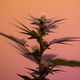 Le cannabis médical, bientôt mis à disposition des malades ?