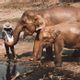 éléphants d'Asie
