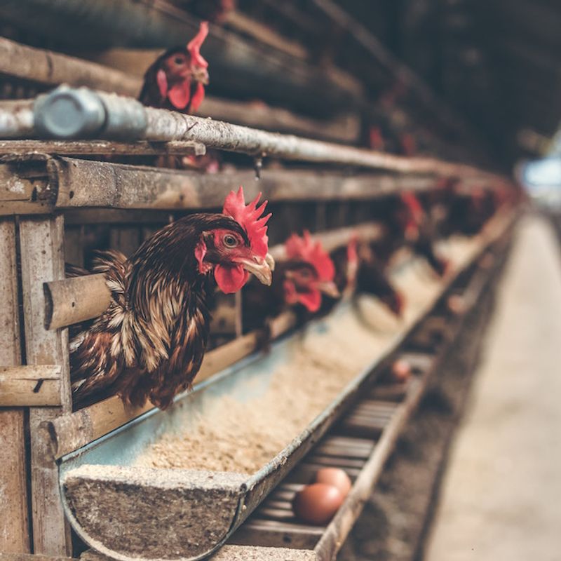 Comment Communiquer Avec Son Animal Decede Femininbio