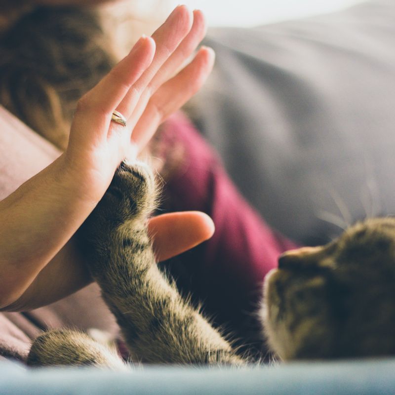 Comment Communiquer Avec Son Animal Decede Femininbio