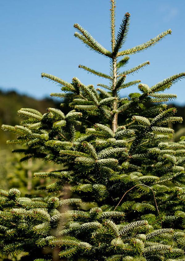 Noël : 5 sapins bio et écoresponsables pour des fêtes éthiques - FemininBio
