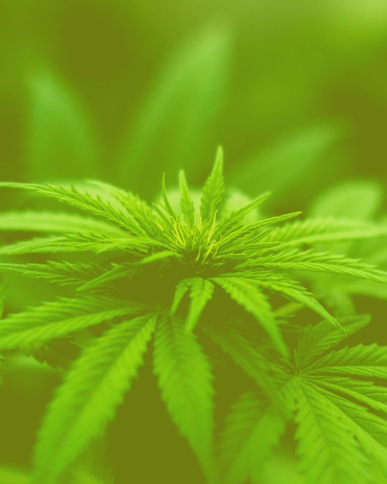 cannabis CBD chanvre : les secrets d'une plante controversée