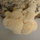 champignon donatini mycelium