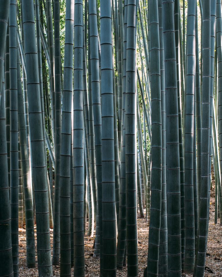 La vérité sur les vêtements en bambous :