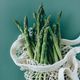 L'asperge : les bienfaits santé de ce légume facile à préparer