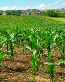 UE : un plan pour agriculture bio