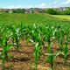 UE : un plan pour agriculture bio
