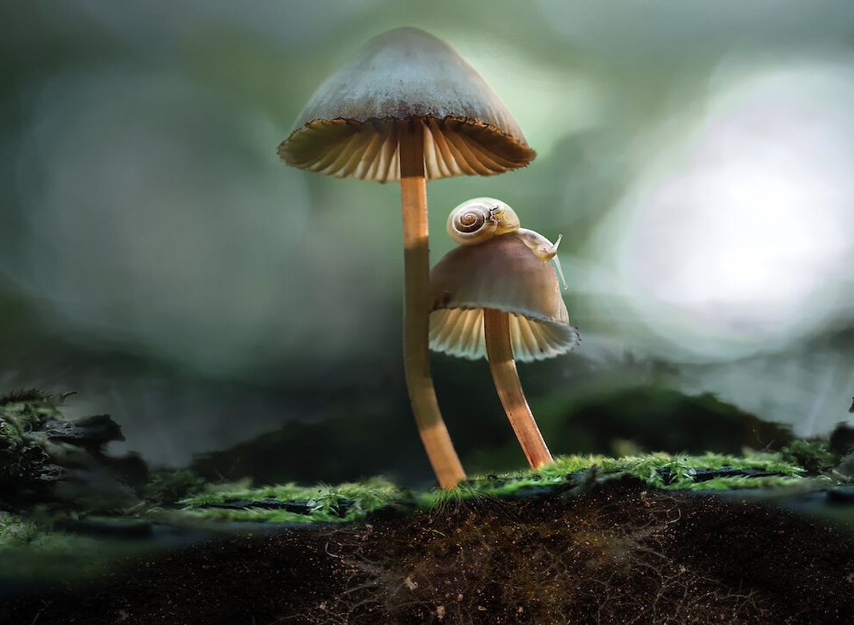 Les champignons : un matériau fantastique fonctionnel et futuriste