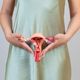 Utérus, modèle de système reproductif féminin